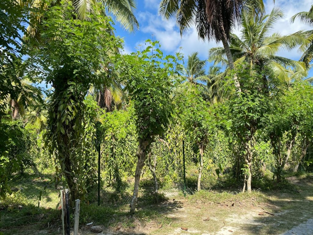 Photo pineapple plantation