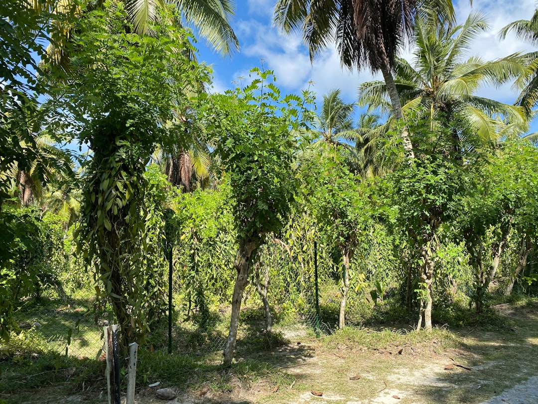 Photo pineapple plantation