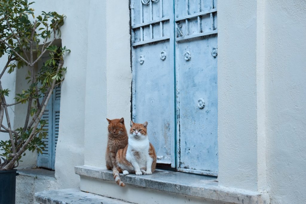 Photo Gossiping neighbors