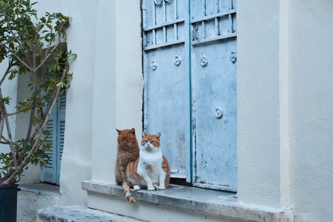Photo Gossiping neighbors